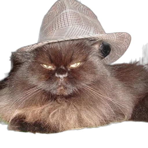 hat, animal, creature, face, photorealistic, fluffy, black, cat transparent PNG cut-out
