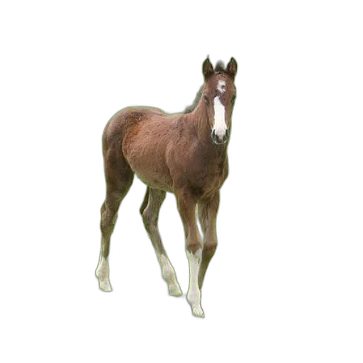 animal, creature, staff, hair, photorealistic, 3d render, concept art, oil painting transparent PNG cut-out