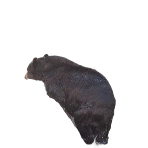 animal, creature, food, hair, 3d render, photorealistic, concept art, pixel art transparent PNG cut-out