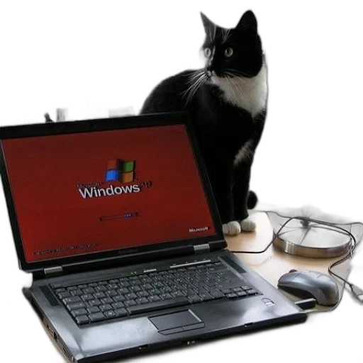 staff, animal, black, white, cat, sits, behind, laptop transparent PNG cut-out