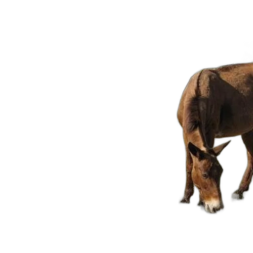 animal, creature, weapon, food, 3d render, photorealistic, concept art, earth tones transparent PNG cut-out