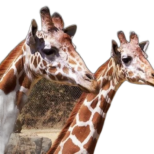 animal, shoes, creature, hat, photorealistic, two, giraffes, brown transparent PNG cut-out