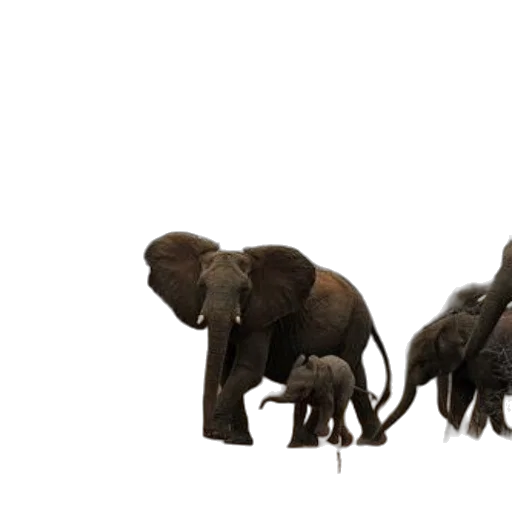 animal, concept art, 3d render, photorealistic, family, elephants, including, baby transparent PNG cut-out