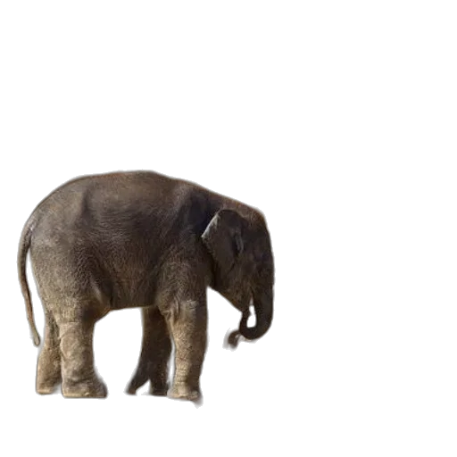 animal, creature, staff, hat, 3d render, photorealistic, concept art, two transparent PNG cut-out