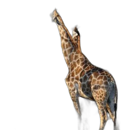 animal, creature, umbrella, staff, concept art, photorealistic, 3d render, watercolor transparent PNG cut-out