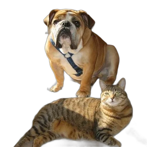 animal, staff, photorealistic, bulldog, wearing, harness, stands, next transparent PNG cut-out