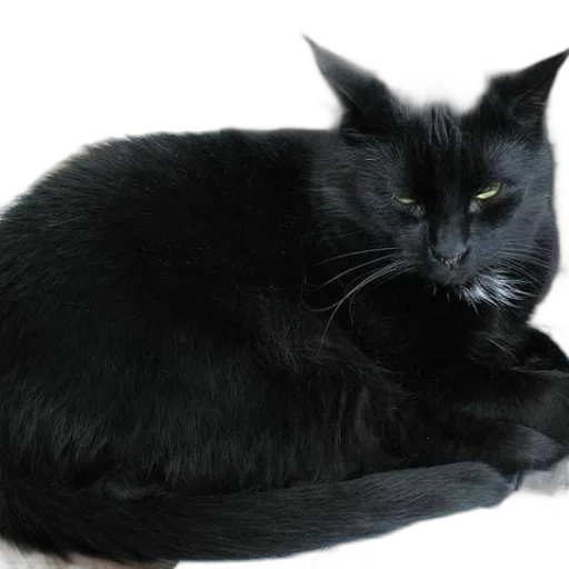 animal, staff, creature, crown, black, cat, sitting, desk transparent PNG cut-out