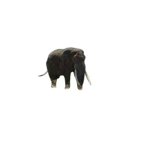animal, creature, hat, mask, 3d render, photorealistic, concept art, oil painting transparent PNG cut-out