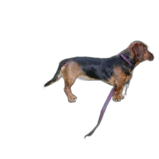 animal, staff, creature, photorealistic, 3d render, concept art, small, dog transparent PNG cut-out