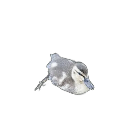 animal, creature, mask, dragon, 3d render, photorealistic, concept art, pixel art transparent PNG cut-out