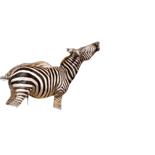 animal, creature, staff, jewelry, 3d render, concept art, photorealistic, zebra transparent PNG cut-out