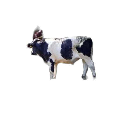 animal, jewelry, creature, food, photorealistic, 3d render, concept art, pixel art transparent PNG cut-out