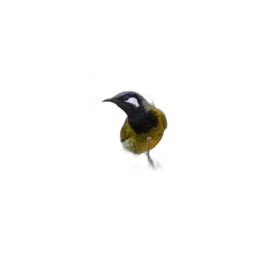 animal, creature, staff, hat, 3d render, photorealistic, concept art, pixel art transparent PNG cut-out
