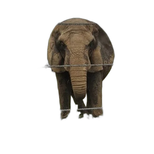animal, hat, creature, staff, photorealistic, 3d render, concept art, elephant transparent PNG cut-out