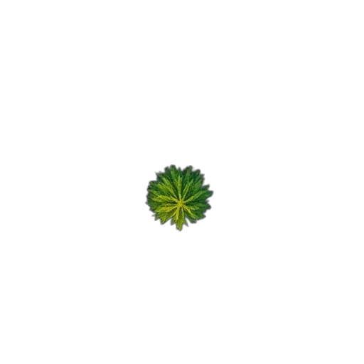 flower, tree, crown, umbrella transparent PNG cut-out