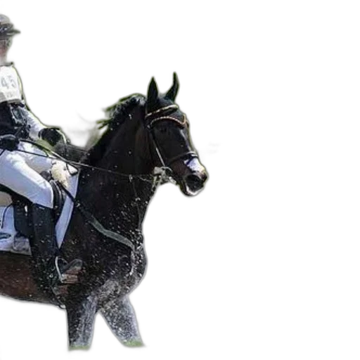 animal, staff, photorealistic, rider, black, horse, gallops, through transparent PNG cut-out