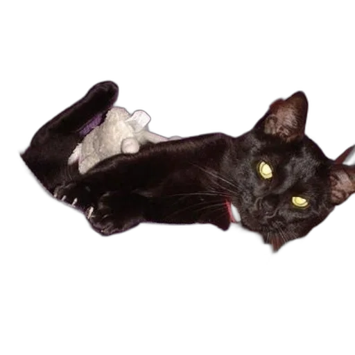 creature, animal, staff, shoes, photorealistic, black, cat, lounges transparent PNG cut-out