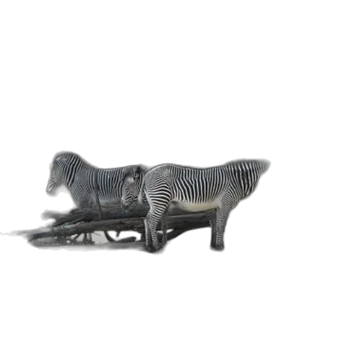 shoes, furniture, jewelry, car, 3d render, concept art, two, zebras transparent PNG cut-out
