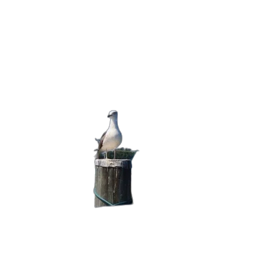 bottle, furniture, animal, robot, 3d render, pixel art, concept art, photorealistic transparent PNG cut-out