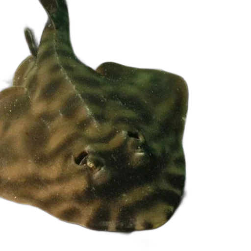 dragon, creature, animal, mask, 3d render, photorealistic, concept art, underwater transparent PNG cut-out