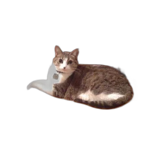 shoes, hat, staff, animal, photorealistic, 3d render, cat, collar transparent PNG cut-out