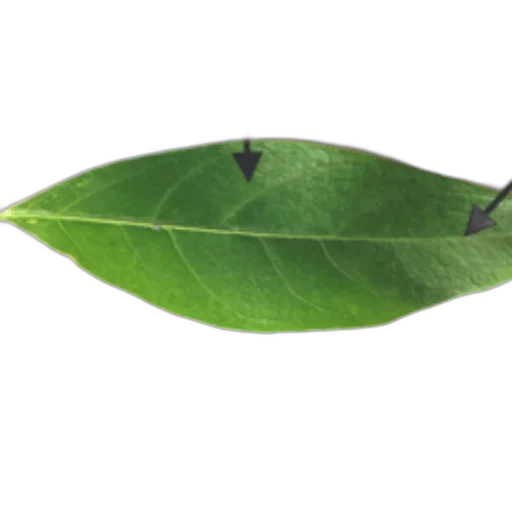 staff, tree, umbrella, crown, 3d render, photorealistic, simple, leaf transparent PNG cut-out
