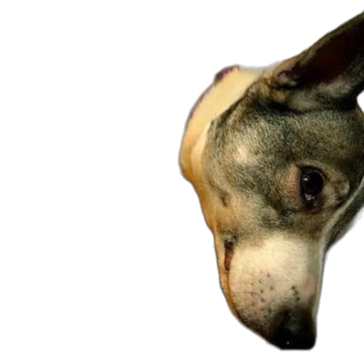 animal, creature, face, mask, photorealistic, 3d render, concept art, dog transparent PNG cut-out