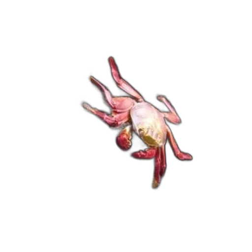 flower, animal, creature, jewelry, concept art, pixel art, 3d render, watercolor transparent PNG cut-out