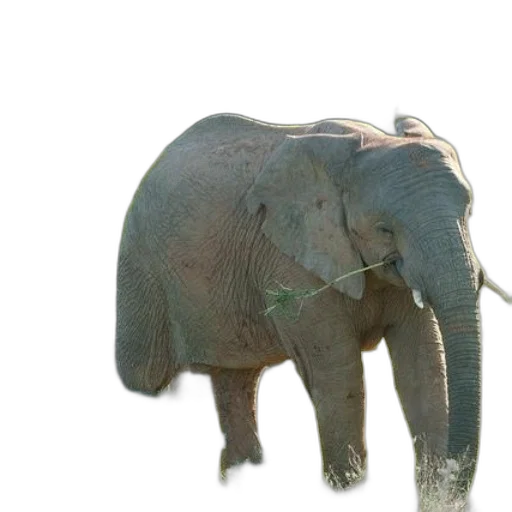 animal, creature, hat, umbrella transparent PNG cut-out