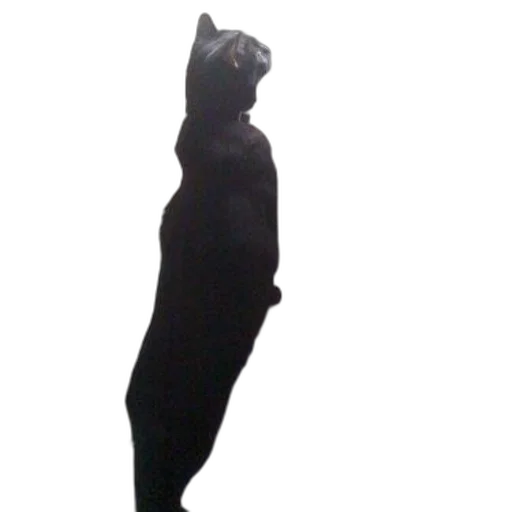 staff, dress, animal, creature, 3d render, black, cat, stands transparent PNG cut-out