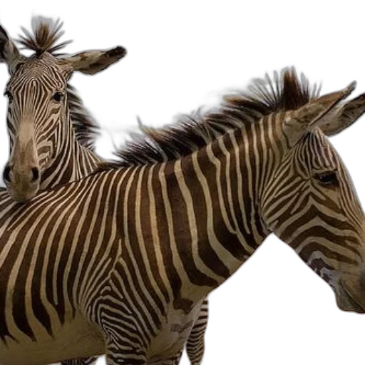 animal, creature, photorealistic, 3d render, concept art, two, zebras, standing transparent PNG cut-out