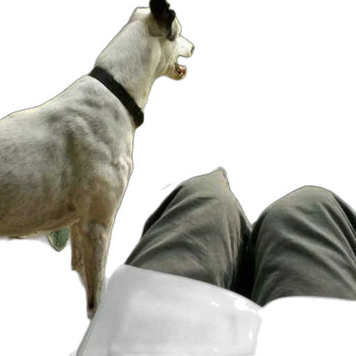 animal, shoes, staff, creature, 3d render, photorealistic, concept art, dog transparent PNG cut-out