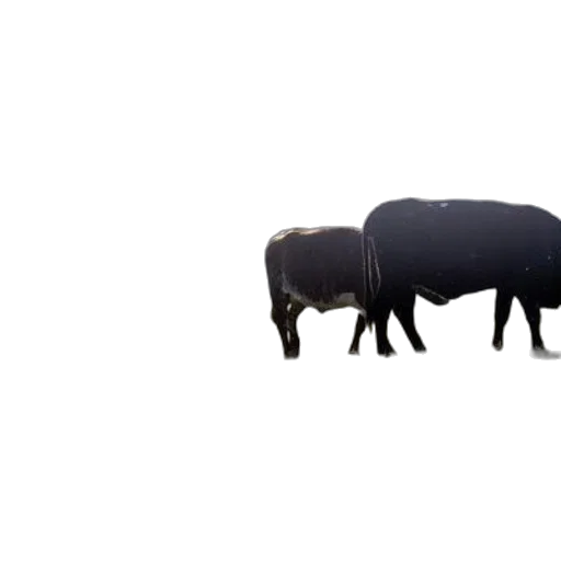 animal, furniture, creature, jacket, 3d render, concept art, photorealistic, calf transparent PNG cut-out