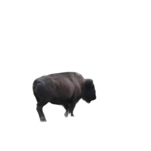 animal, creature, furniture, hair, 3d render, photorealistic, concept art, pixel art transparent PNG cut-out