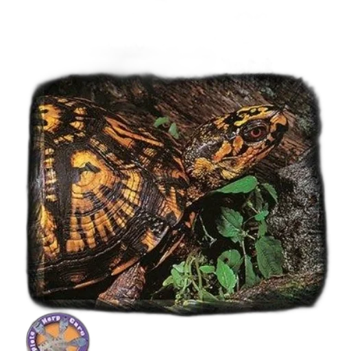 dragon, animal, book, cover, featuring, box, turtle, title transparent PNG cut-out