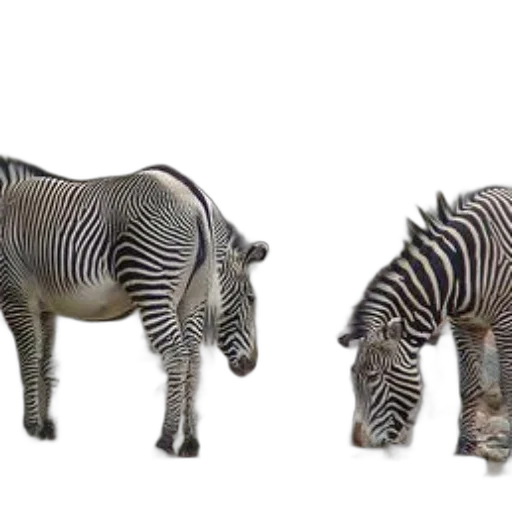 animal, creature, furniture, 3d render, concept art, photorealistic, monochrome, two transparent PNG cut-out
