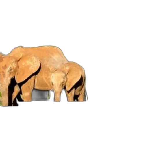 animal, umbrella, concept art, 3d render, photorealistic, golden, elephants, grassy transparent PNG cut-out