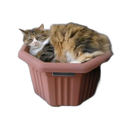 furniture, crown, hat, animal, 3d render, photorealistic, vaporwave, two transparent PNG cut-out
