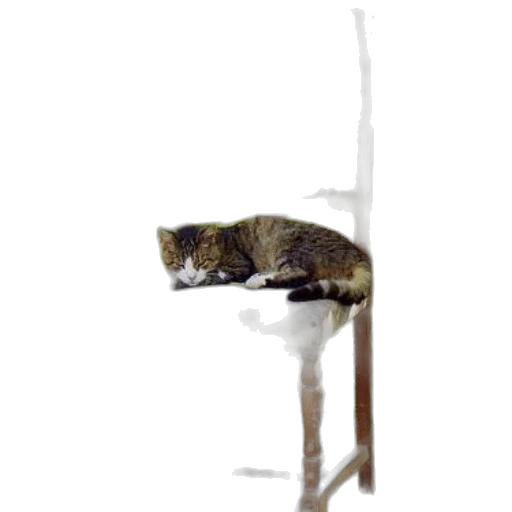 staff, furniture, animal, creature transparent PNG cut-out