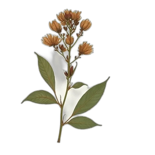 flower, staff, crown, 3d render, photorealistic, botanical, illustration, plant transparent PNG cut-out