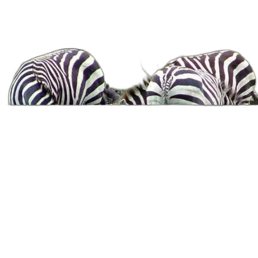 shoes, animal, hat, furniture, monochrome, three, zebras, grazing transparent PNG cut-out