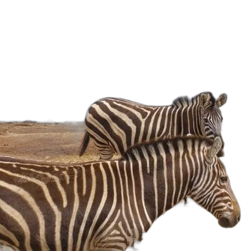 animal, furniture, hat, shoes, 3d render, photorealistic, concept art, earth tones transparent PNG cut-out