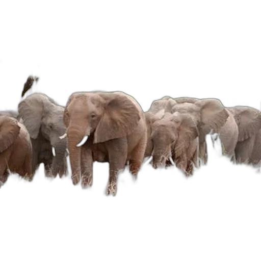 animal, staff, concept art, photorealistic, herd, elephants, stands, grassy transparent PNG cut-out