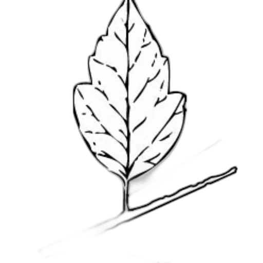 crown, staff, tree, jewelry, concept art, photorealistic, pencil sketch, pixel art transparent PNG cut-out