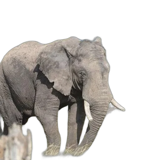 animal, creature, staff, weapon, 3d render, photorealistic, concept art, majestic transparent PNG cut-out