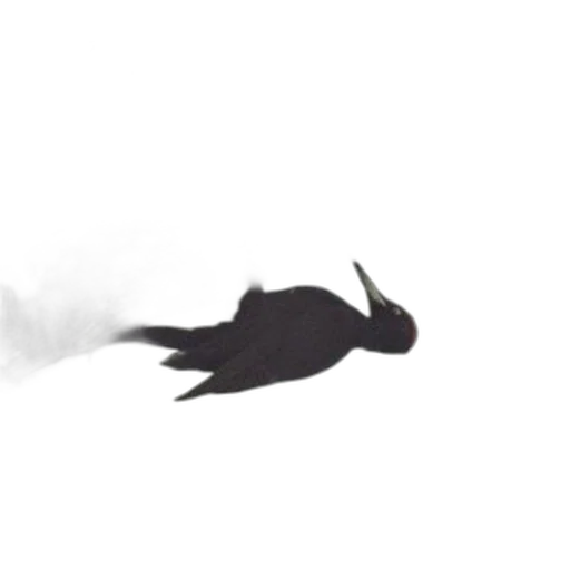 dragon, hair, animal, creature, concept art, pixel art, fantasy art, anime transparent PNG cut-out
