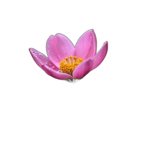 flower, jewelry, crown, staff transparent PNG cut-out