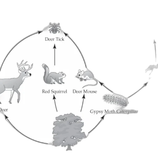 concept art, forest, food, web, diagram, showing, various, animals transparent PNG cut-out