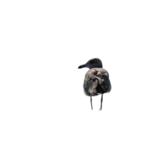 animal, jacket, hat, hair, 3d render, concept art, photorealistic, pixel art transparent PNG cut-out