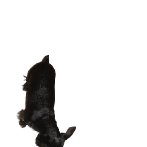 animal, staff, creature, hair, 3d render, photorealistic, outer space, black transparent PNG cut-out